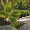 Giardino con palme e passerella in legno.