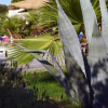 Vegetazione tropicale vicino a una piscina.