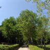 Sentiero alberato in un parco, con cielo azzurro sopra.
