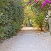 Viale alberato con piante verdi e fiori viola.